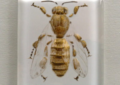 A Bee